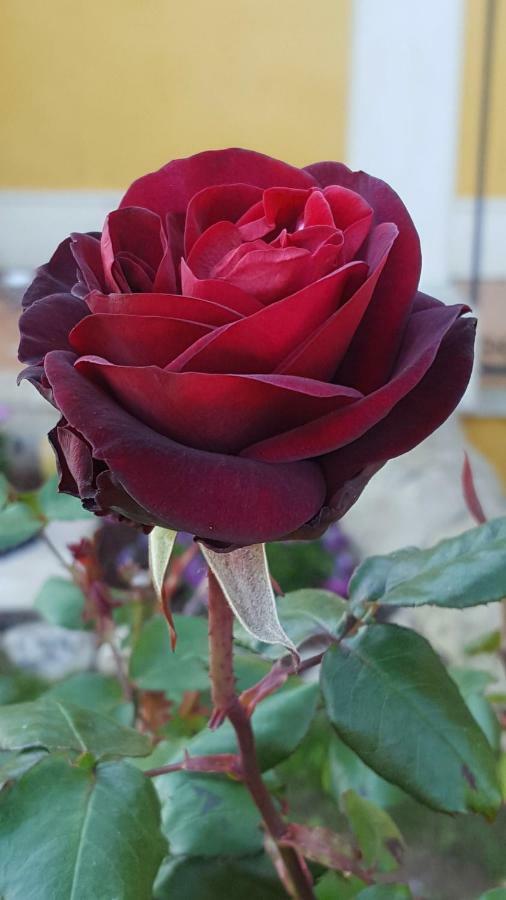 Le Rose Di Modica Villa Eksteriør billede